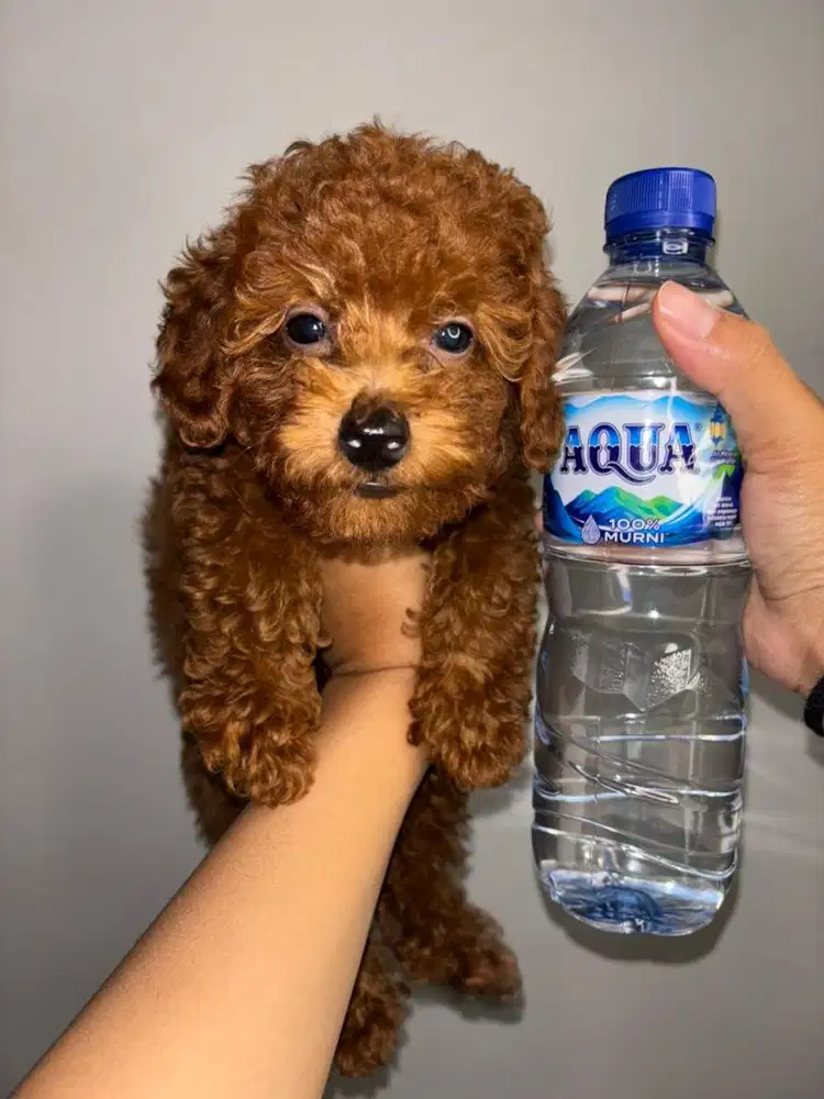 ANAK ANJING RED TOY POODLE JANTAN STB