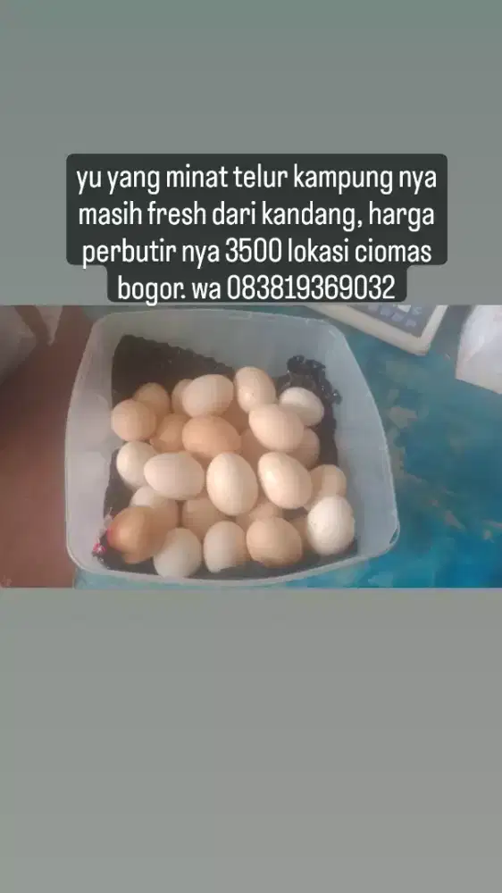 telur ayam kampung