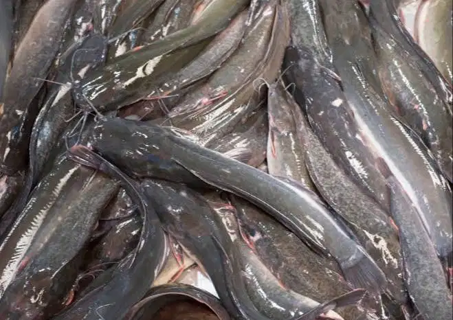 Pusat Ikan Lele isi 10/KG