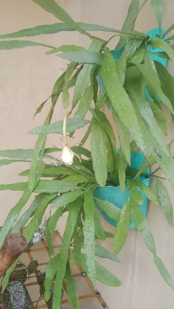 Saya mencari kerja warnen