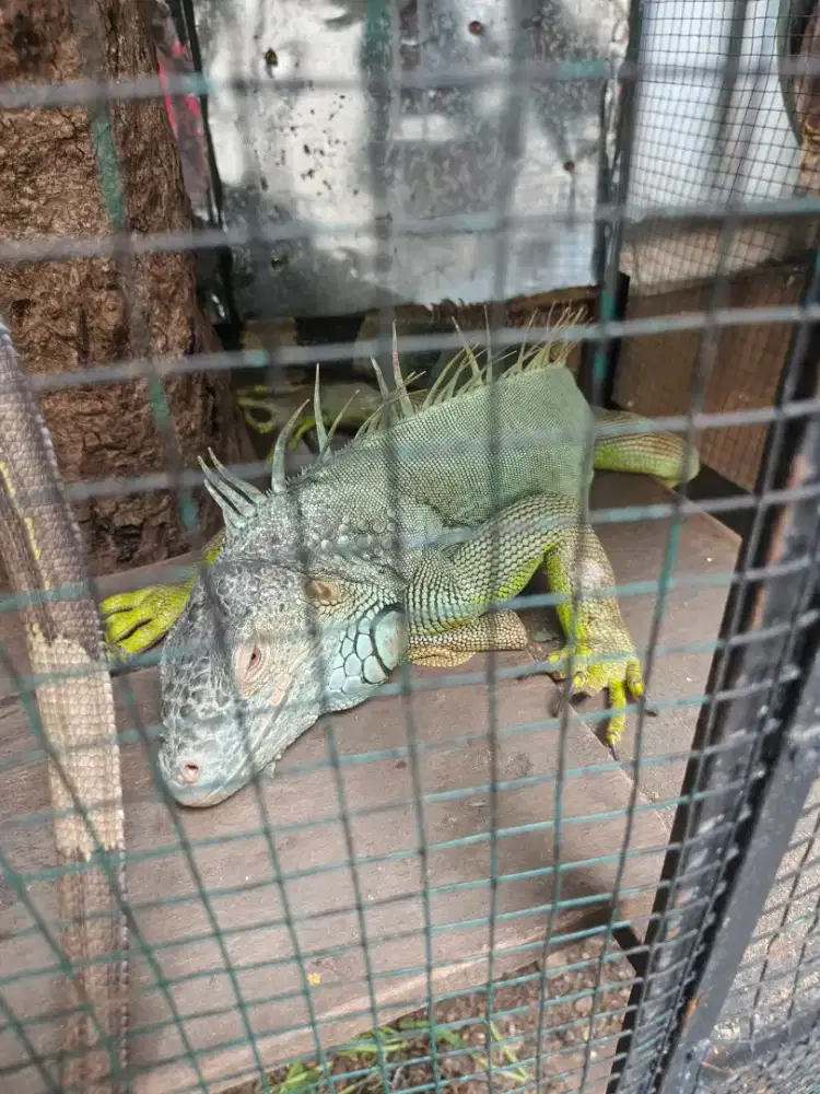 Jual iguana dewasa