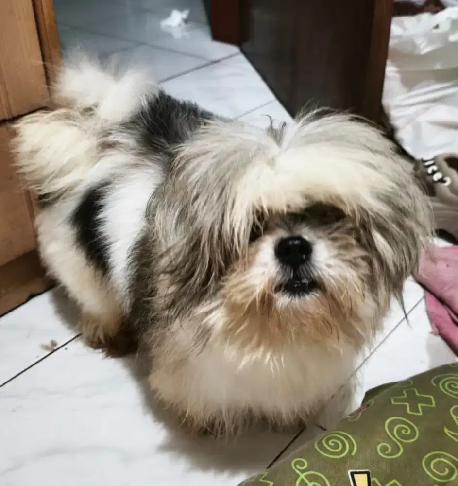 Sepasang anjing minipom dan tsih tzu jantan (2 ekor)