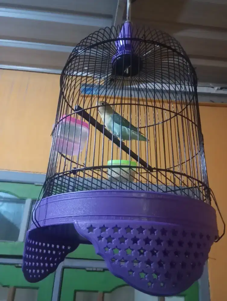 Jual burung love bird