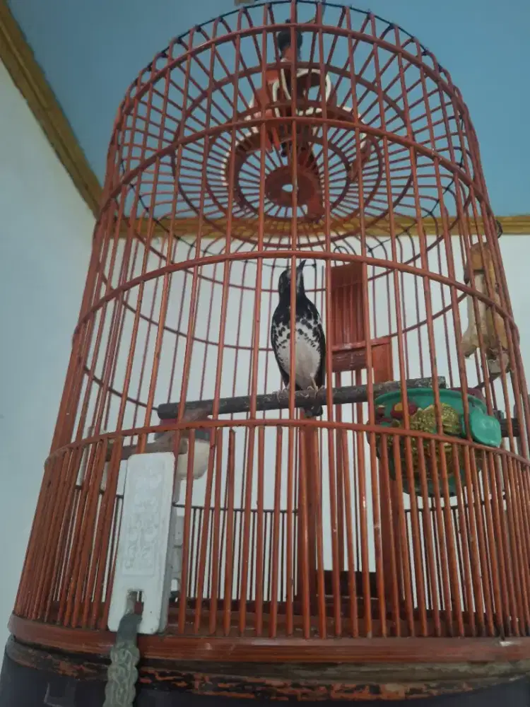 Anis kembang fullset