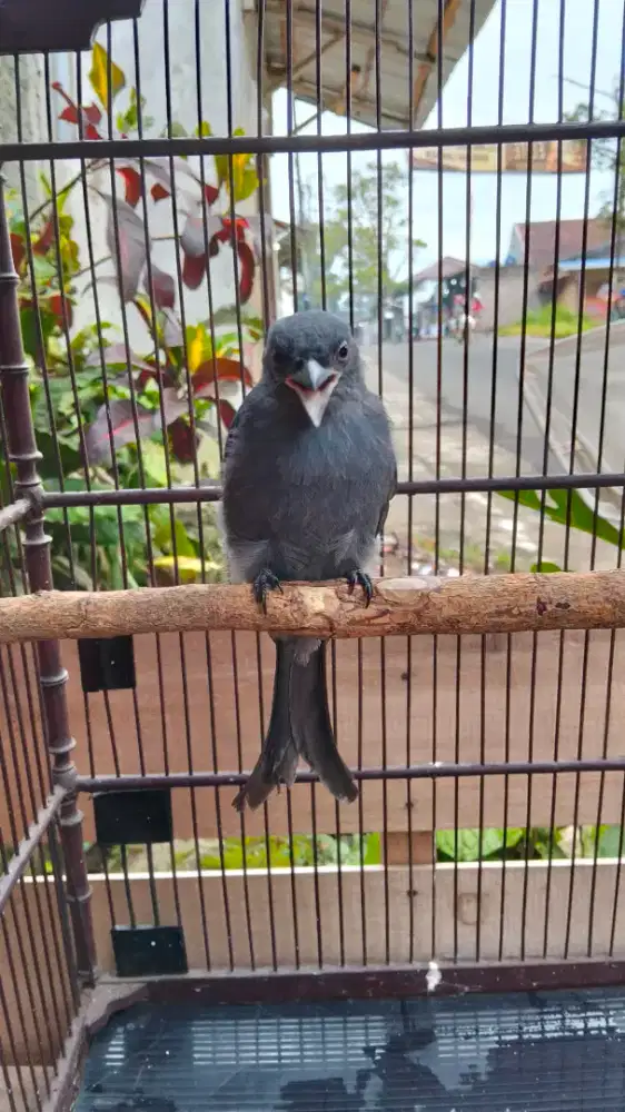Burung SRG mata putih anak mandiri bunyi ngebren