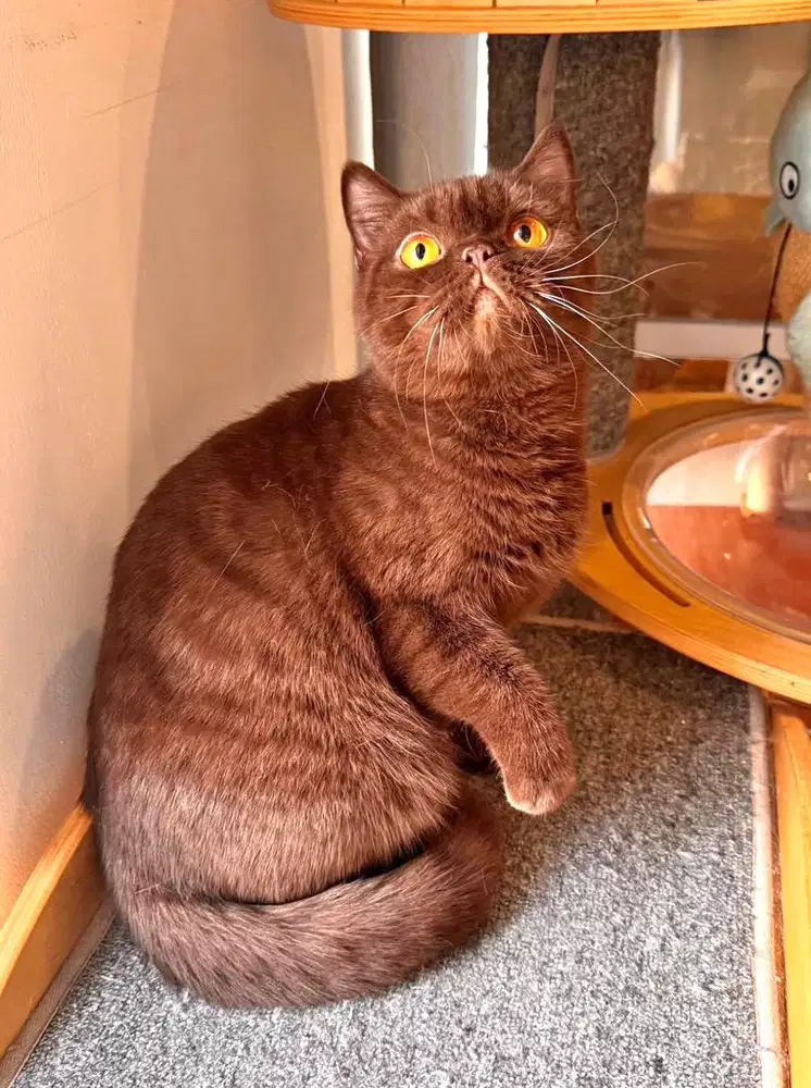 Kucing bsh british shorthair british short hair