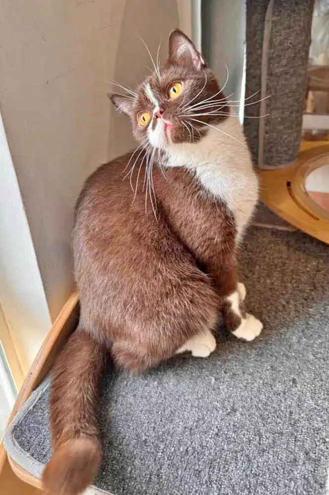 Kucing british shorthair bsh british short hair