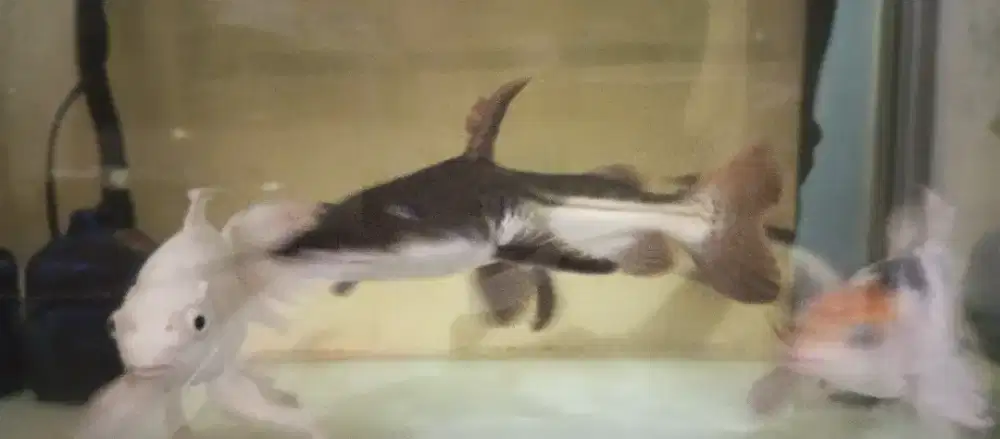 Ikan Leopard besar dan Patin Albino