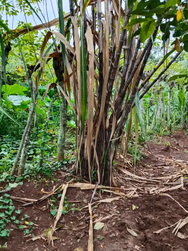 Tebu hitam organik