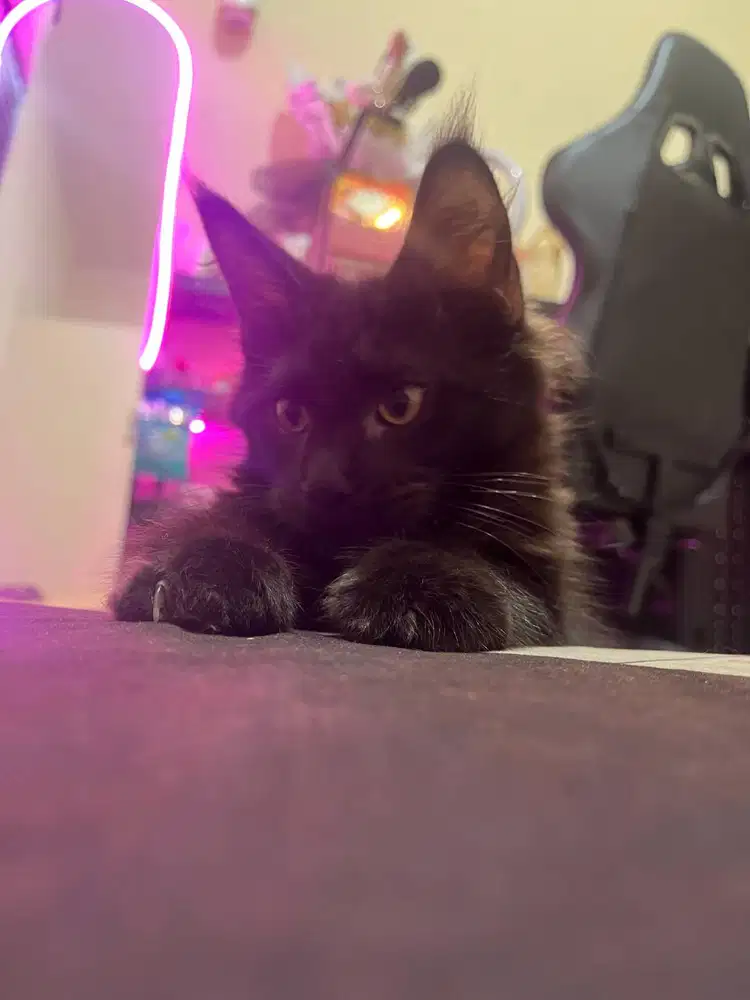 Mainecoon/maincon/mc