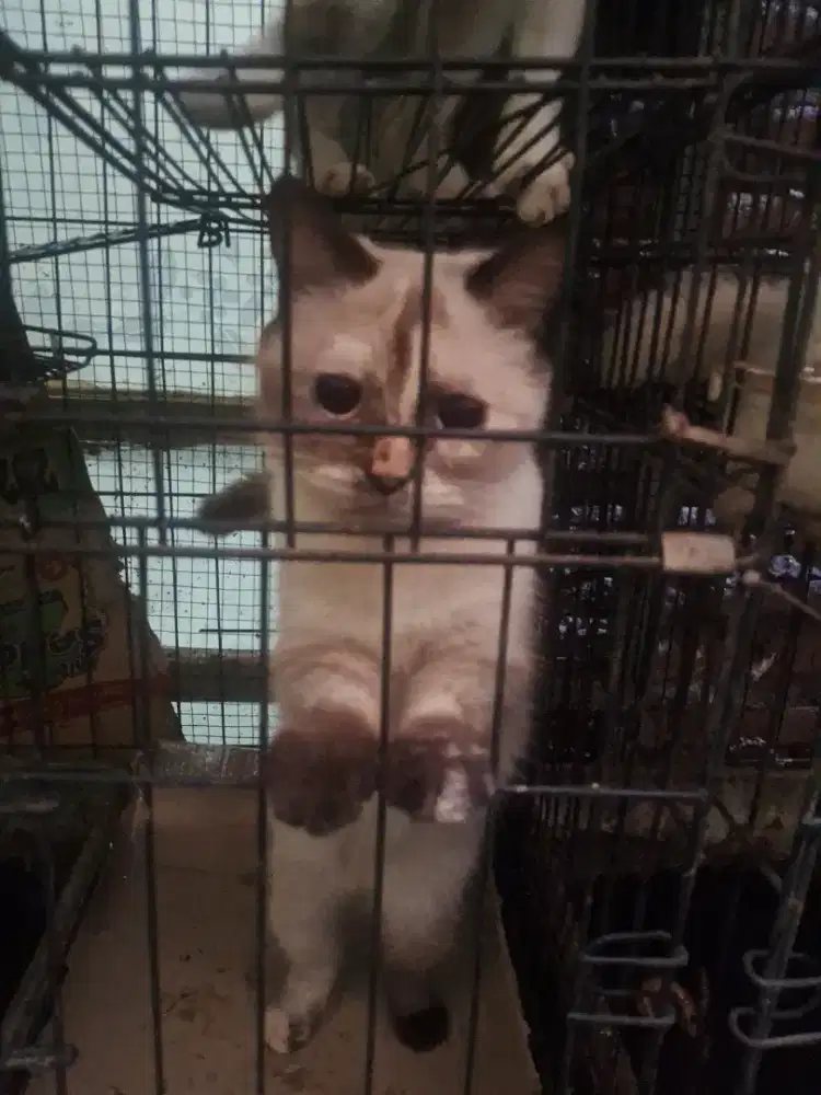 kucing lucu blasteran anggohima