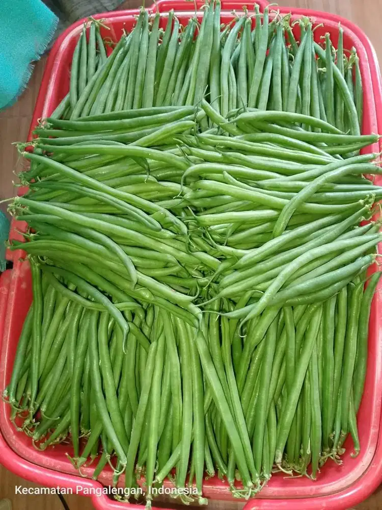 Jual sayuran, baby buncis kenya