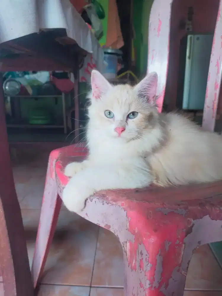 Kucing Persia Betina Mata Biru