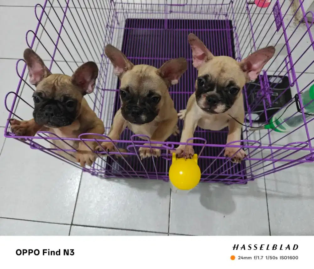 Anakkan Franch Buldog