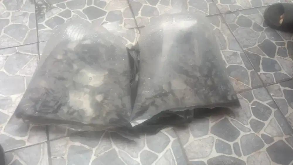 Bibit ikan lele , nila , mas, patin,siap Antar