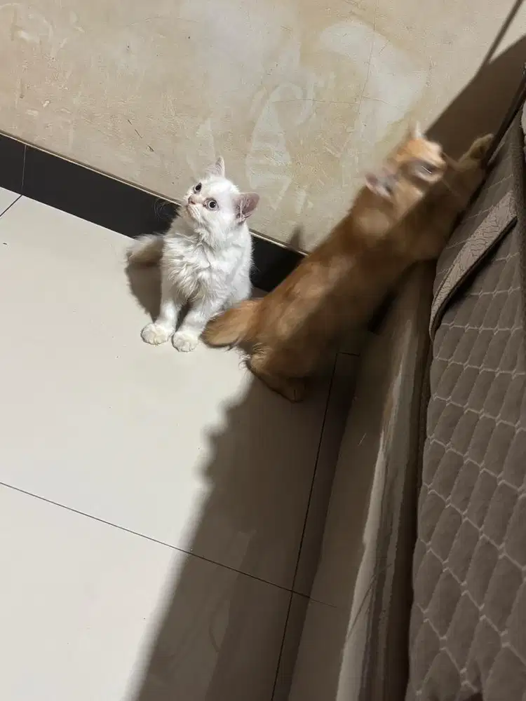 Kucing Kitten persia