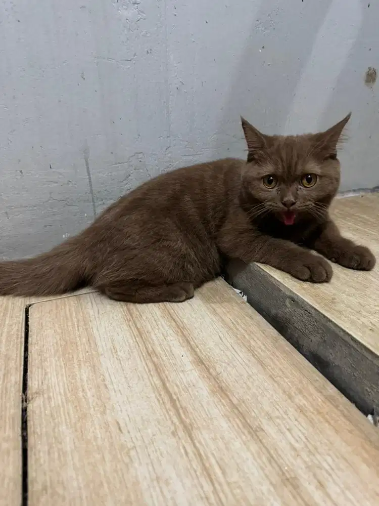 Kucing bsh cinamon betina