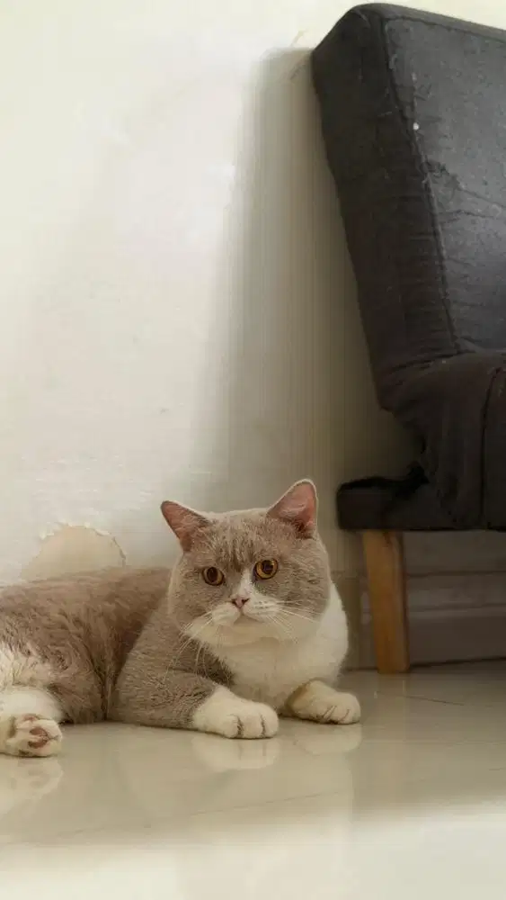 BSH fawn bicolour jantan