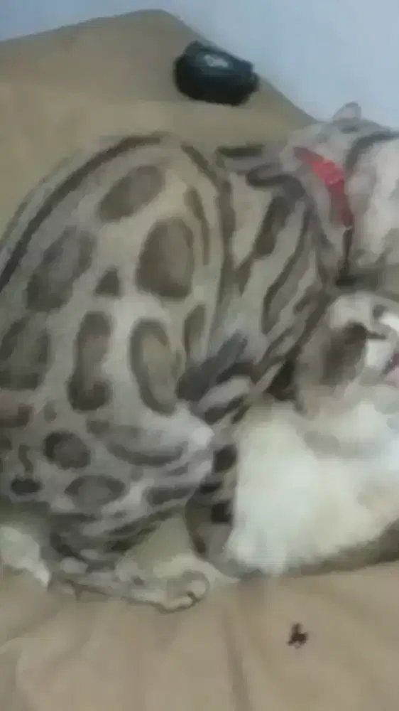 Kucing sepasang berikut kandang