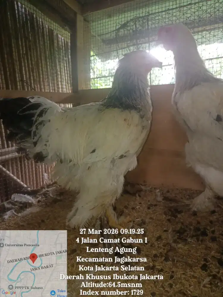 Ayam raksaksa Brahma LC