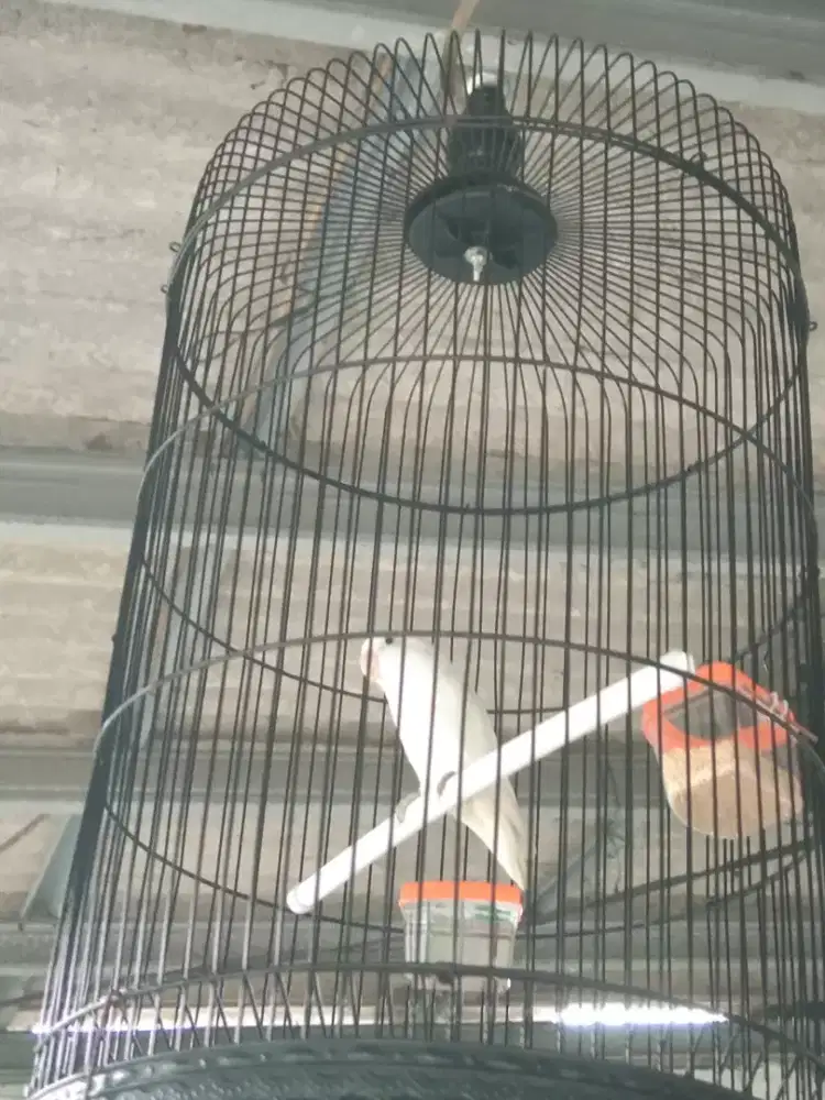 Love Bird Albino MH Jantan