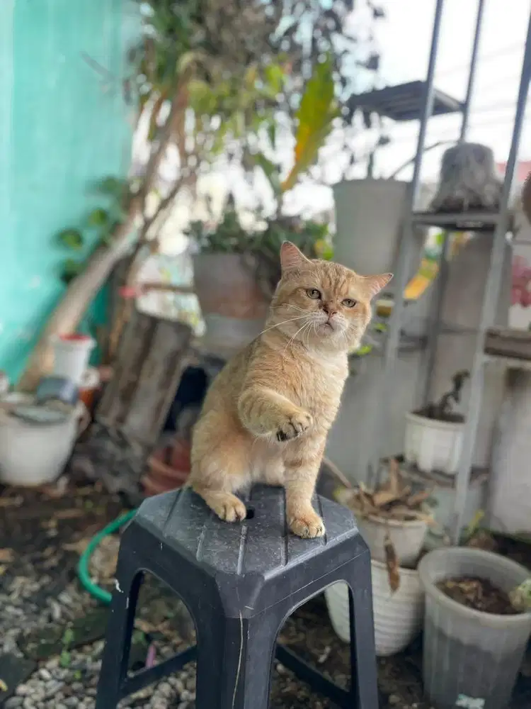 Bsh golden ny12 jantan british short hair