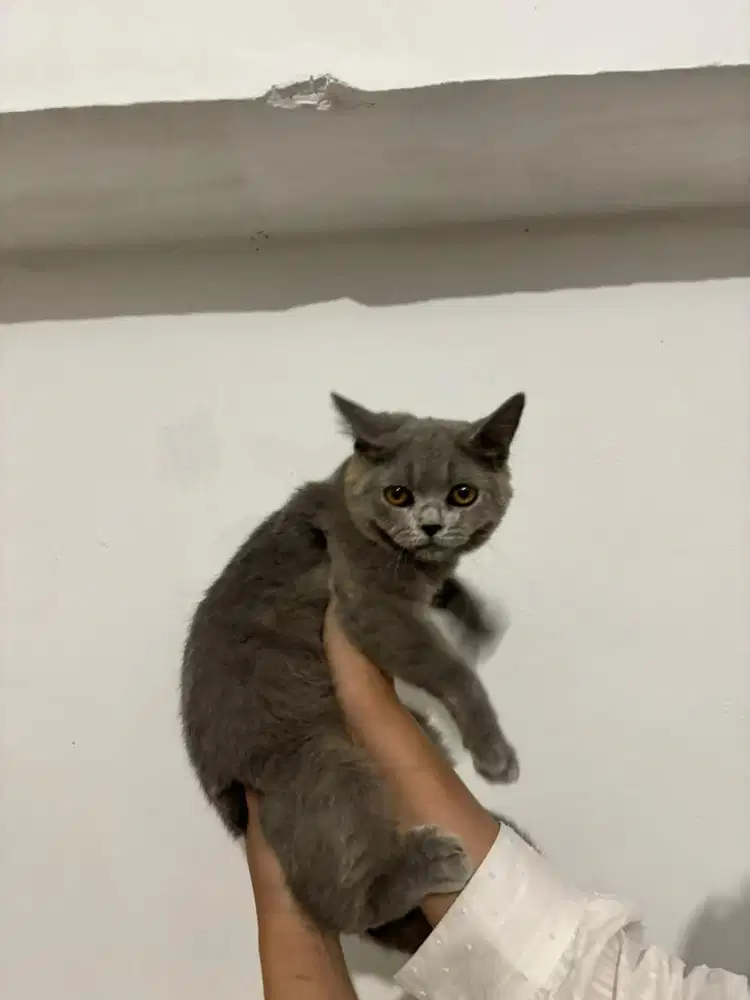 Pure British Short Hair (BSH) blue Jantan 5 Bulan