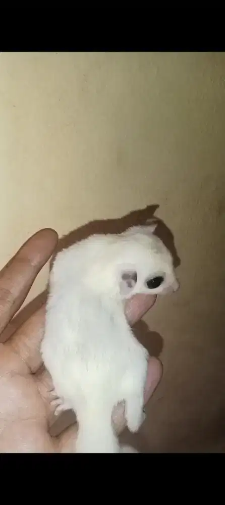 Sugar glider white moza
