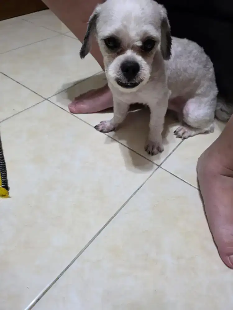 Doggy shih tzu cowo