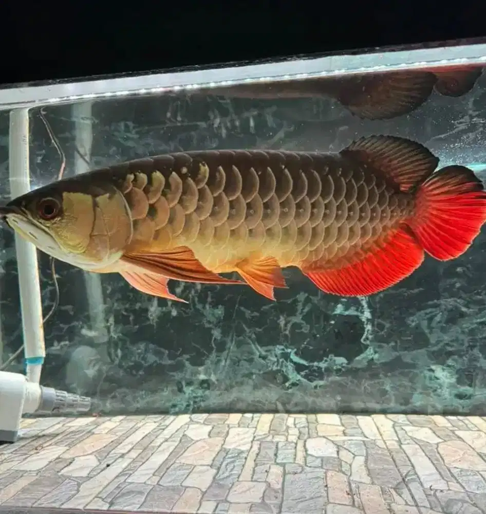 Ikan arwana GR 45cm HB super merah