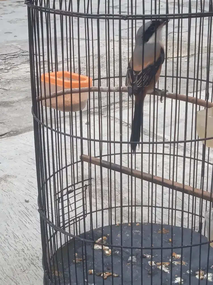 Dijual aja pentet bunyi semaunya jual fulset 350 nego..