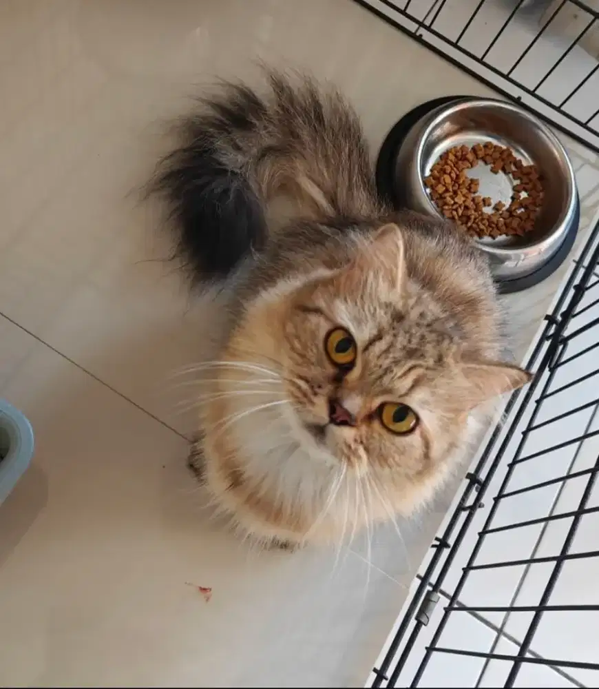 Persia flatnose long hair betina