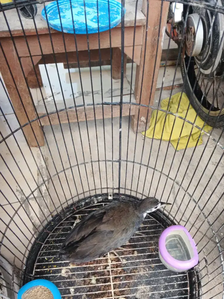 Sribombok peliharaan lama jinak