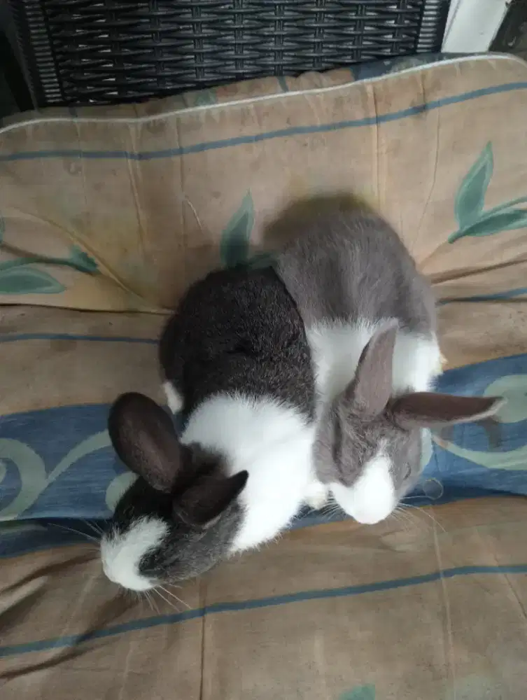 Kelinci hias lucu sehat