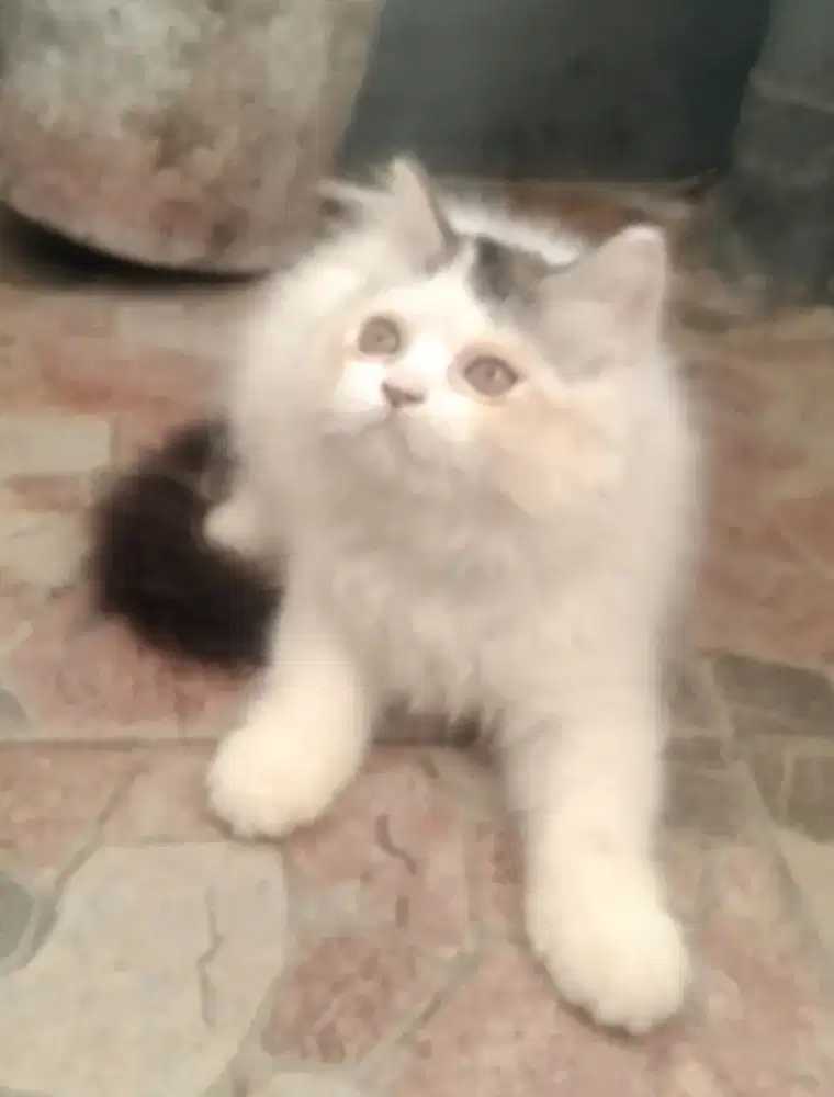 Kitten persia flatnose black van