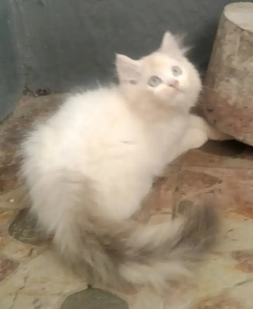 Kitten persia mata biru