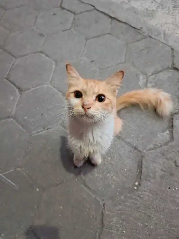 Cari kerja pagi - siang