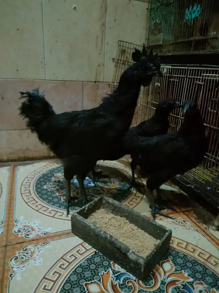 Ayam cemani umur 4.5 bulanan per pasang
