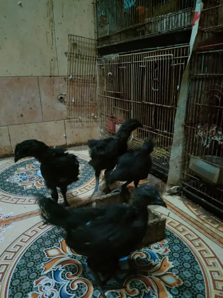 Ayam cemani lidah hitam umur 1.5 bulanan jual perpasang