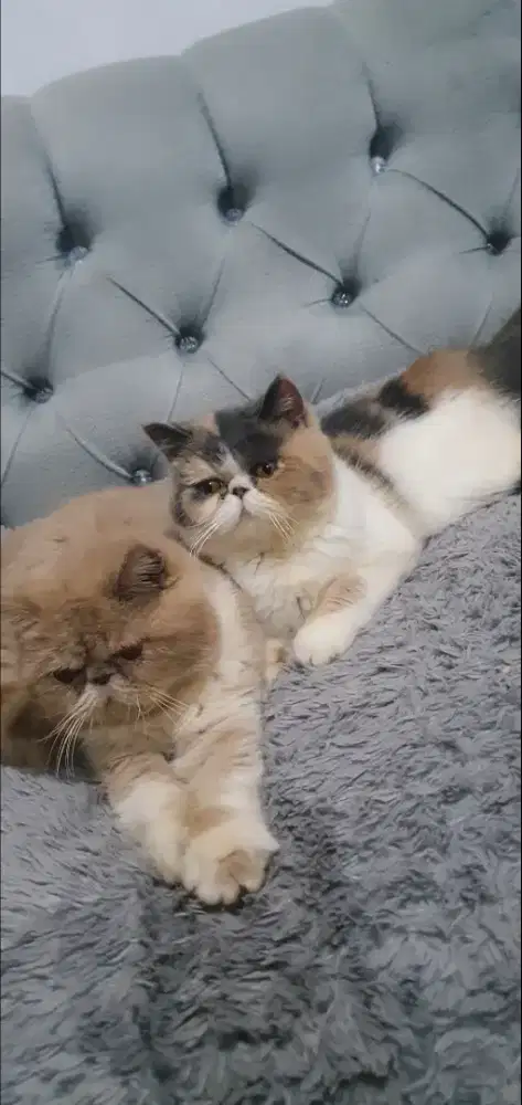 Peaknose longhair sudah sold tinggal 2 kitten