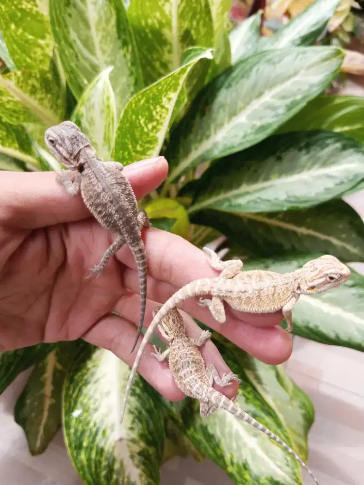 Bearded dragon cerah