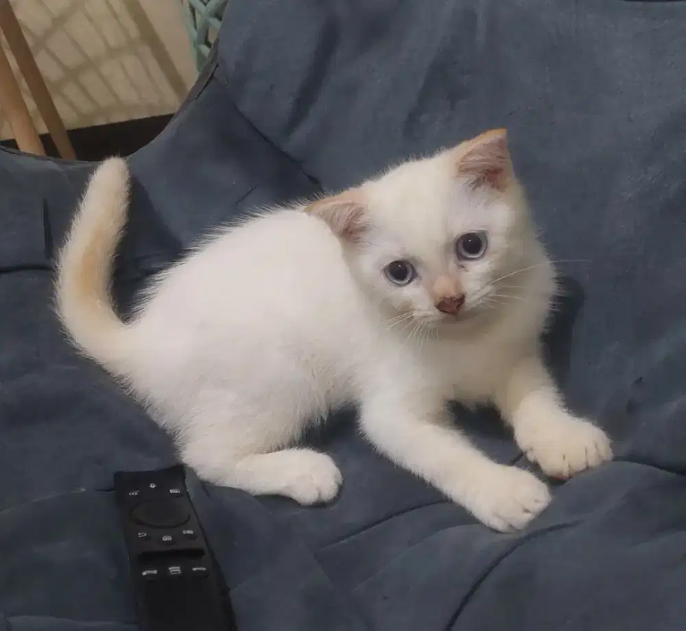 Kucing fold / scootish jantan