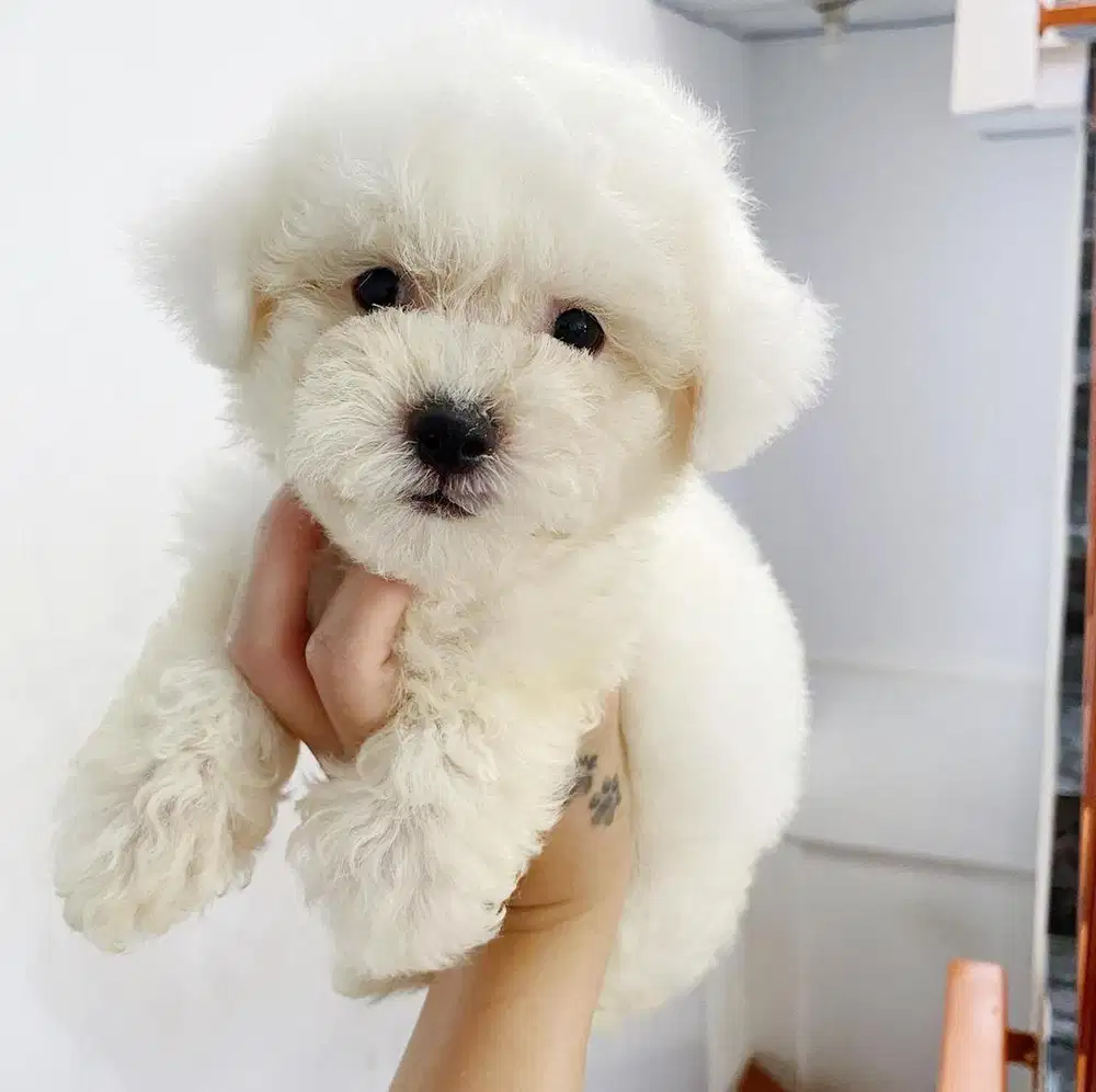 Lowongan art momong anak menginap