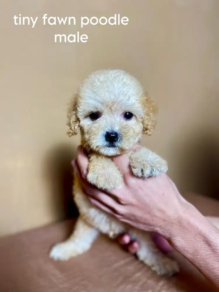 tiny fawn poodle jantan