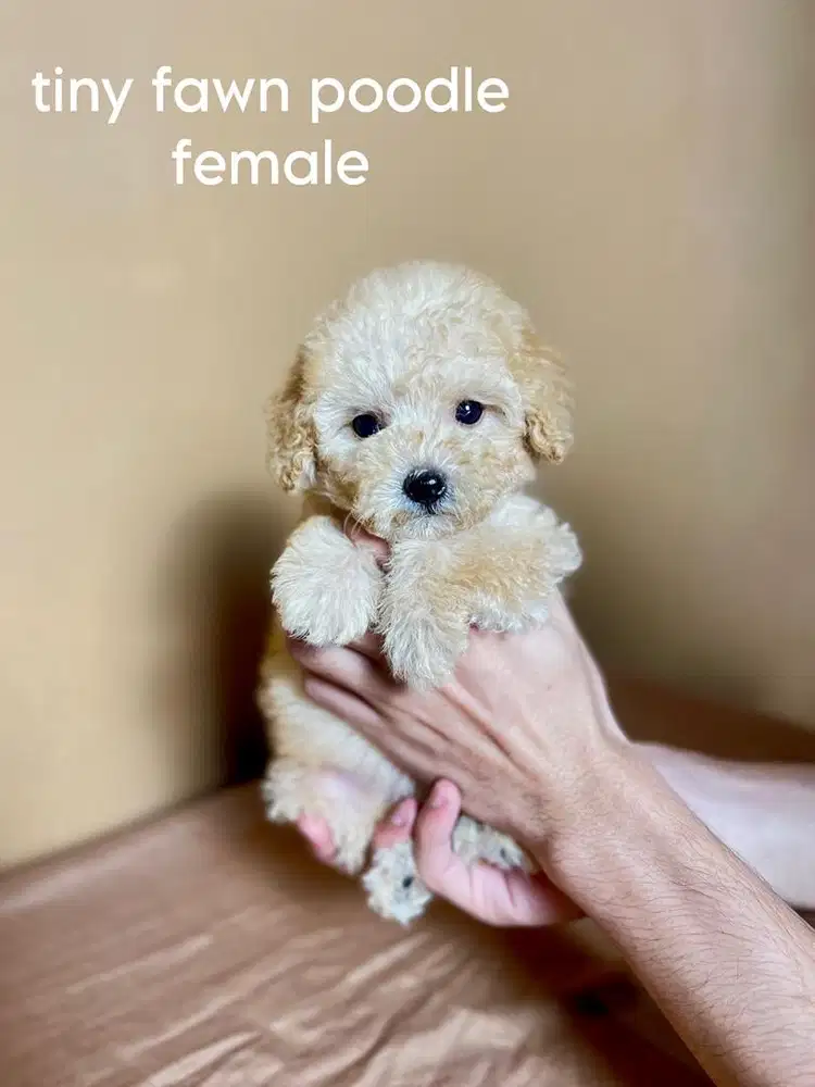 tiny fawn poodle betina