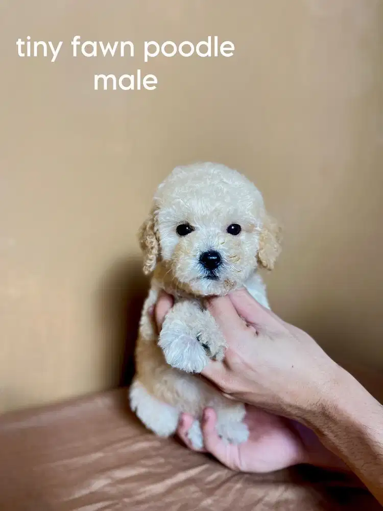 tiny fawn poodle jantan