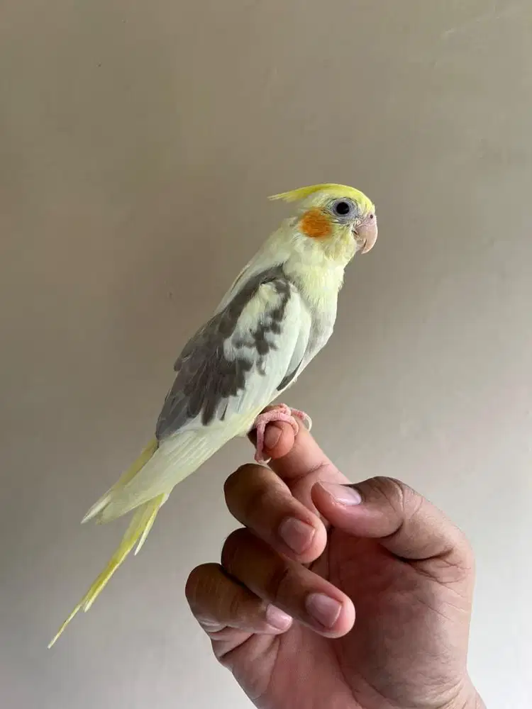 Burung Falk anakan Jinak Total FTM