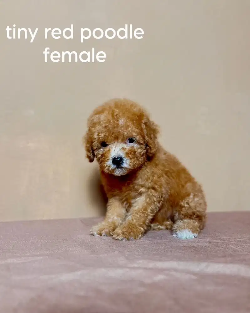 tiny red poodle betina