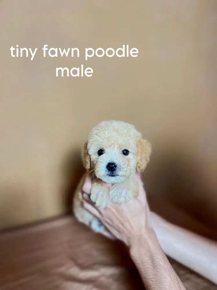 tiny fawn poodle jantan