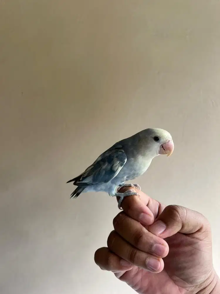 Burung Love Bird Non Klep Warna Langka Jinak FTM